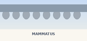 Mammatus clouds